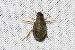 Berosus
