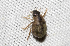 Berosus