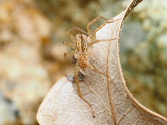 Pardosa pusiola