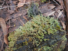 Cladonia floerkeana