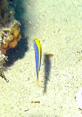 Pseudochromis flavivertex