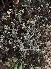 Coprosma rhamnoides