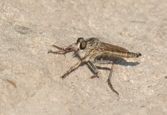 Machimus snowii