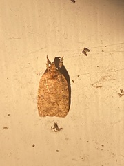 Agonopterix thelmae