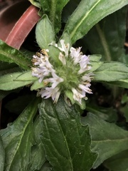 Ajuga taiwanensis