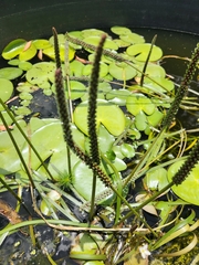 Cycnogeton multifructum