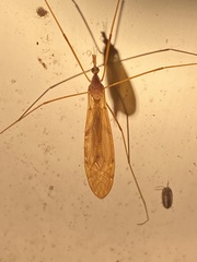 Tipula ultima