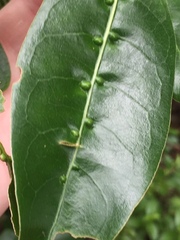 Acalitus intertextus