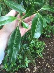 Acalitus intertextus