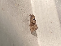 Pelochrista dorsisignatana