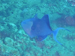 Odonus niger