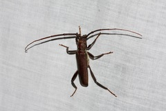 Xystrocera virescens