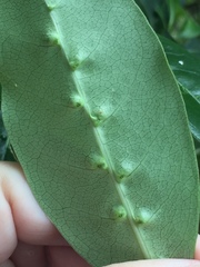 Acalitus intertextus