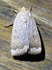 Abagrotis alternata