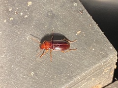 Trichotichnus vulpeculus