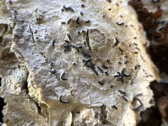 Alyxoria varia