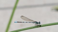 Argia bipunctulata