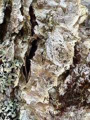 Alyxoria varia