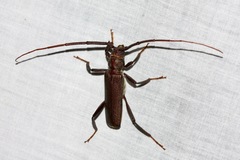 Xystrocera virescens