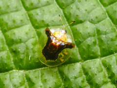 Aspidimorpha furcata