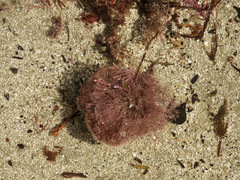 Jania verrucosa