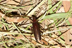 Xystrocera virescens