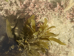 Sargassum sinclairii