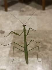 Tenodera fasciata