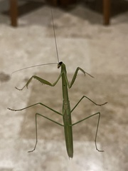 Tenodera fasciata