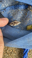 Trachinotus
