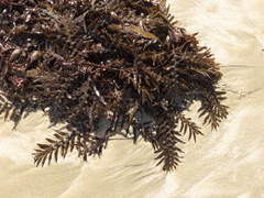 Carpophyllum maschalocarpum