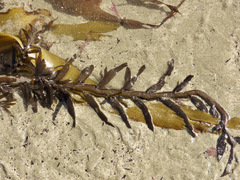 Carpophyllum maschalocarpum