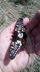 Papilio anactus
