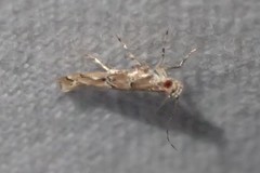 Pyroderces