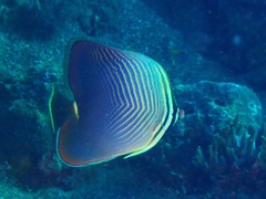 Chaetodon baronessa