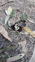 Papilio anactus
