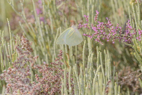 Photo of African Migrant (Catopsilia florella)