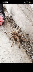 Grammostola rosea