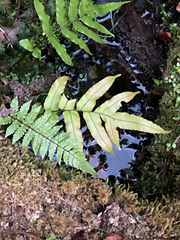 Blechnum novae-zelandiae