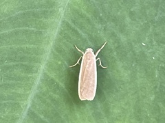 Danielithosia