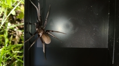 Kukulcania hibernalis