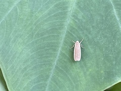 Danielithosia