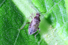 Arhyssus punctatus