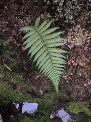 Dicksonia squarrosa