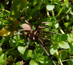 Kukulcania hibernalis