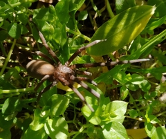 Kukulcania hibernalis