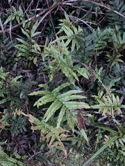 Blechnum procerum