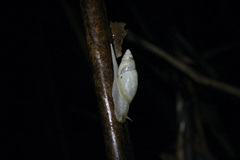 Plekocheilus glaber