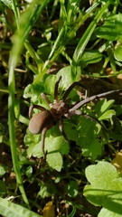 Kukulcania hibernalis