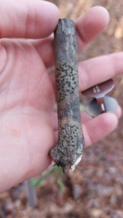 Bathelium carolinianum